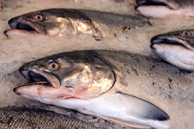 Alaska Salmon Fisheries - Cruise Ship Pollution
